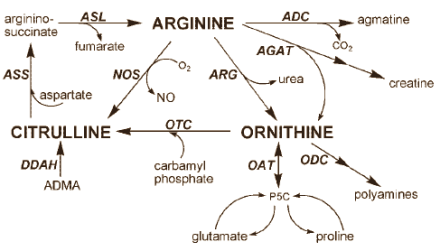 arginineornithinecitrulline1
